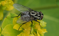 Graphomya-maculata